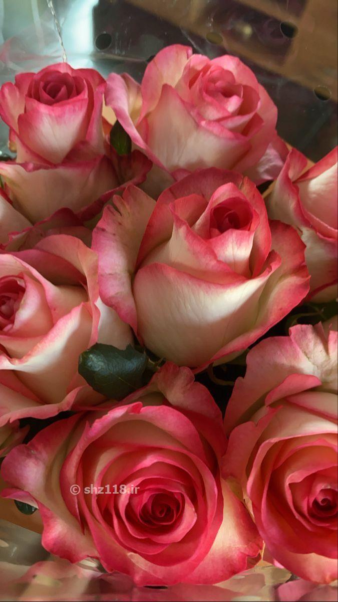 پخش گل رز معینی